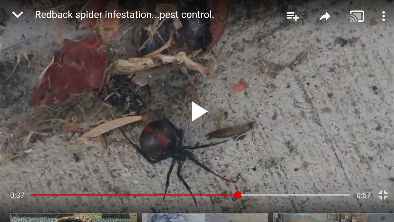 Redback spider infestation...pest control. YouTube