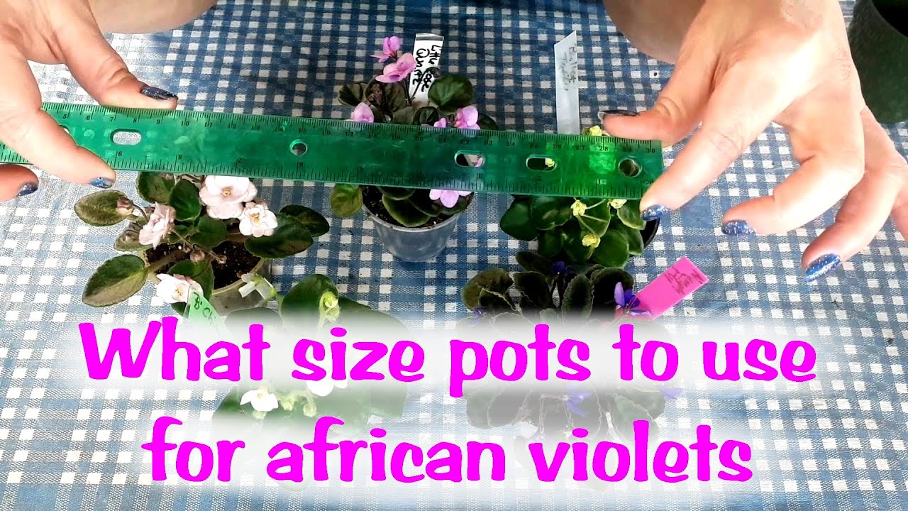 How to determine which size of pot to use to plant your african violets. YouTube