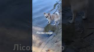 Прогулянка  вихідного дня
