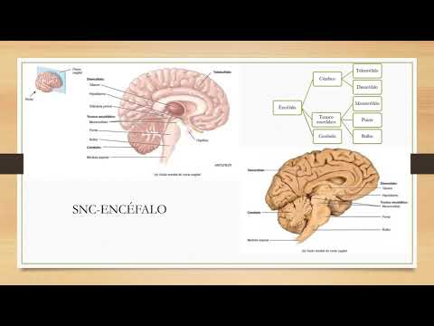 Anatomia