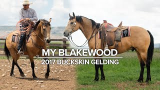 **SOLD** 6 YR OLD FLASHY BUCKSKIN RANCH HORSE | MY BLAKEWOOD