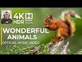 WONDERFUL ANIMALS 4K HDR Cinematic Music 12K UHD WORLD 
