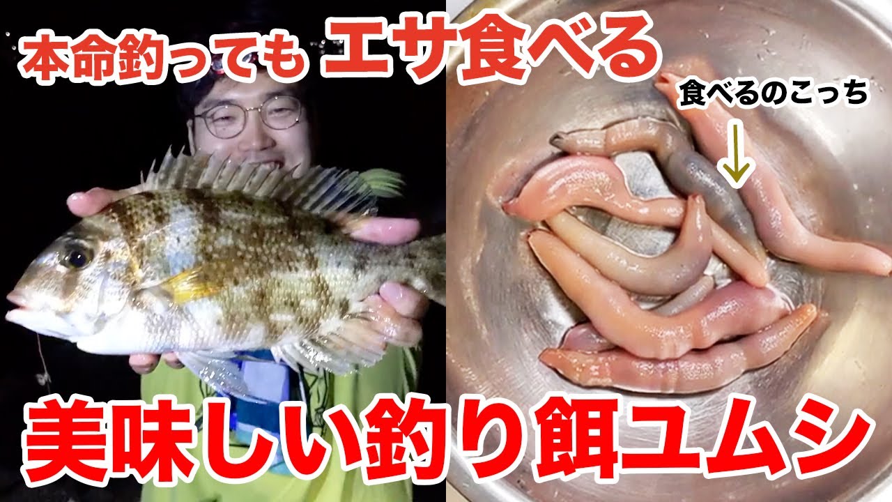 見た目はアレでも魚より美味 釣り餌ユムシを食べる Youtube