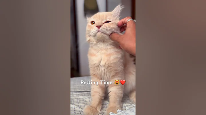 Watch the video about Petting Time for the Cutest Golden Cat 😻❤️#funny #funnyvideo #cute #cat #catlover #kitten #viral
