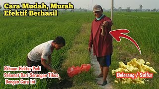 Viral!!! How to get rid of rats with sulfur | Here's the how-to tutorial