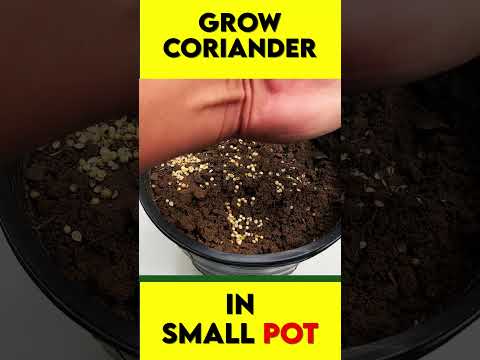 Vídeo: Llavors de coriandre: com cultivar coriandre