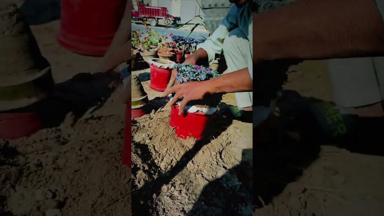 Beautiful Decorative Cabbage 