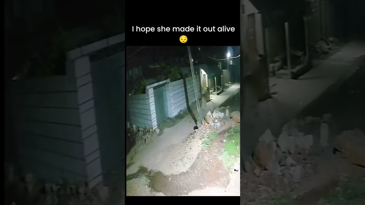 wild animals at night 