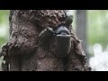 早朝のカブトムシ、クワガタムシ採集　Catching a beetle, a stag in the early morning.