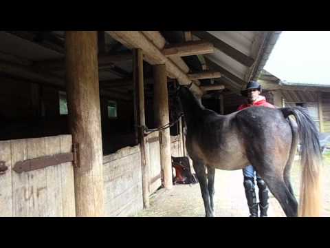 Videó: Hogyan gyengéden szakítson egy lovat a lovaglásért