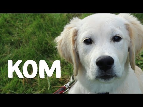 Video: Hoe Om 'n Hond In Enige Omgewing Na U Toe Te Leer