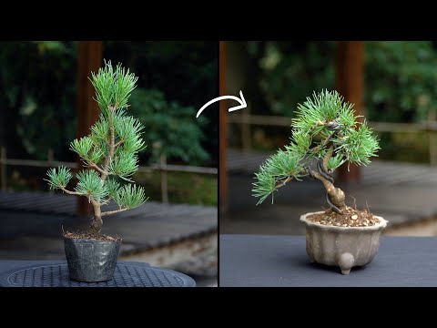 Video: Jak proměníte bonsai v borovici?