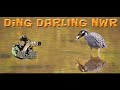 Photographing wildlife at Ding Darling NWR, Florida