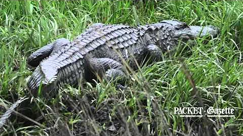 Alligators at Donnelley Wildlife Management Area
