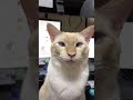 ヘッタクソな鳴き声で何かを主張する猫様 #TikTok #shorts