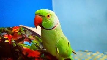 Talking Parrot Interacts Adorably With Owner
