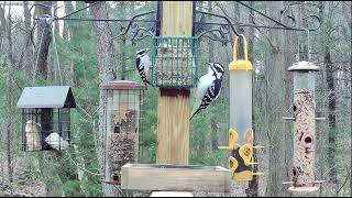 Dueling Female Hairy and Downy Woodpeckers  Live at Woods' Edge  Nunica, MI  03/20/24