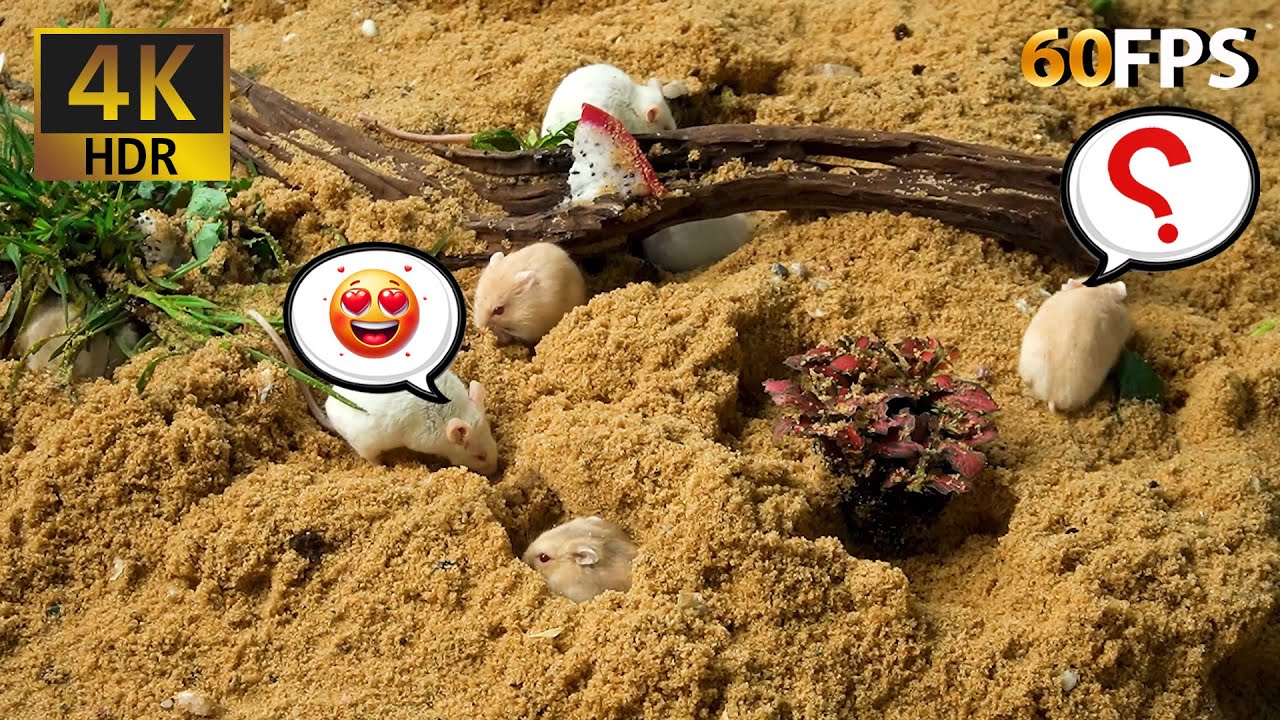 LOL Mouse TV 😹: Mission: Impossible – Cheese Vault Edition | 4K HDR