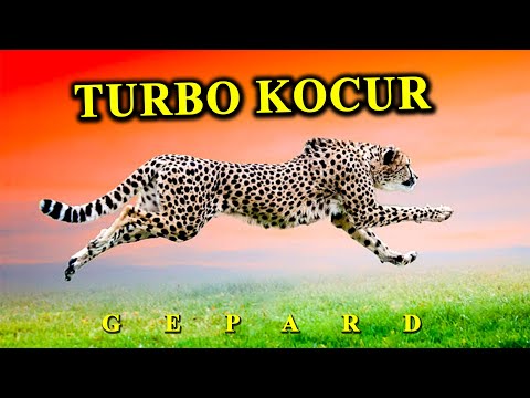 Wideo: Jaguar - prędkość biegu. Kto jest szybszy: gepard czy jaguar? Zdjęcie jaguara zwierzęcego