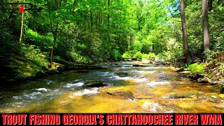 Trout Fishing Georgia's Chattahoochee River WMA