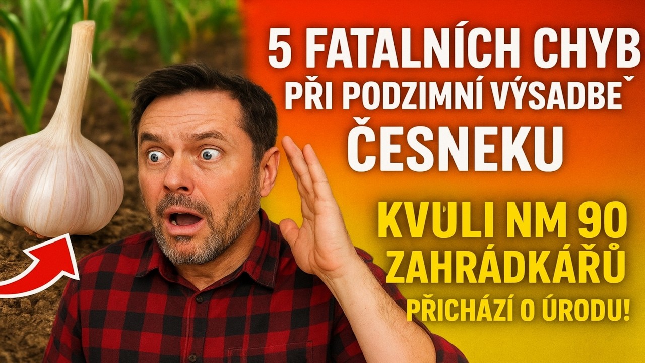 5 fatálních chyb při podzimní výsadbě česneku. Právě kvůli nim 90 % zahrádkářů přichází o úrodu!