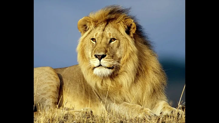 NICOLAS ALCANTAR   LIONS