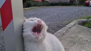 Angry White Cat encounters another Angry Cat.