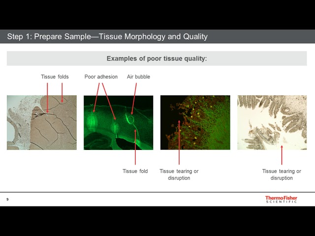 Five steps for publication-quality immunohistochemistry imaging