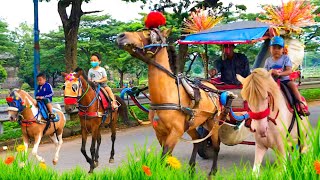Naek delman kuda joget angguk-angguk || kuda lari || kuda tunggang || kuda coklat,,