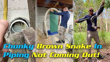 Chunky Brown Snake In Piping and Refusing to Come Out!