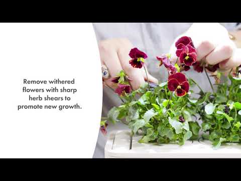 How-To Care For Pansies