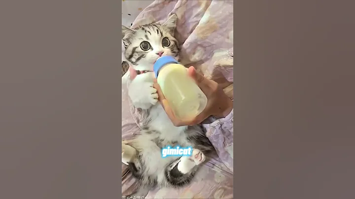 Watch the video about Cutie funny cat 🥰☺️ #cat #pets #funnycat #viral #kitten #gimicat #cute #cutecatvideo #trending