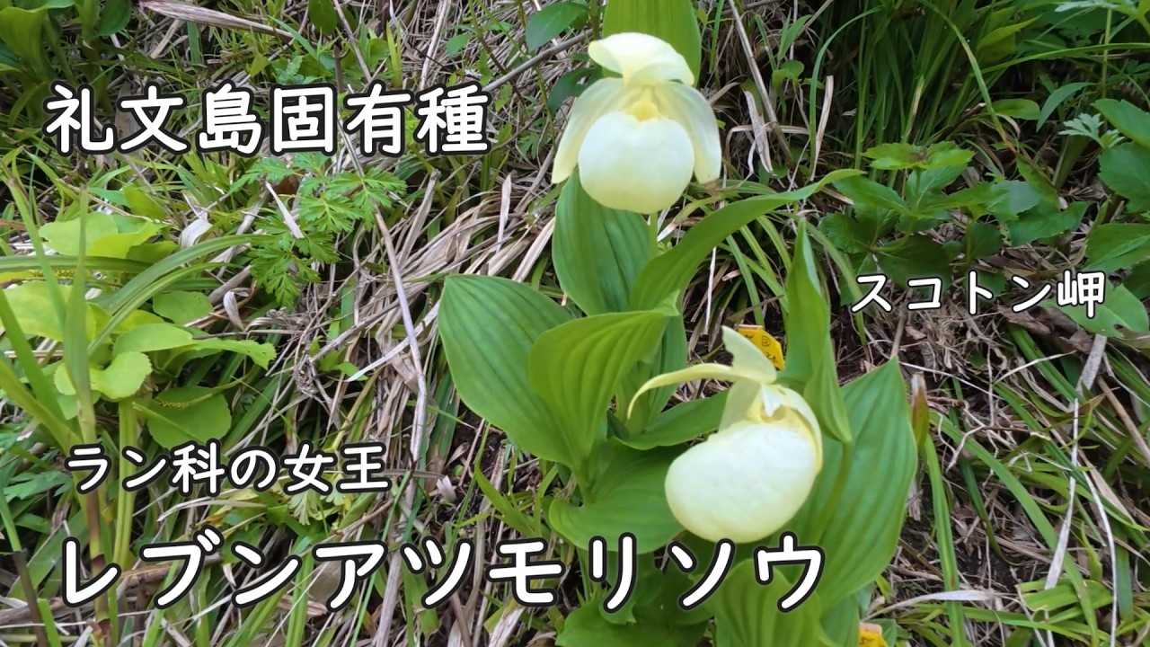 日本最北端】礼文島 レブンアツモリソウを探す旅 野生のゴマフアザラシ