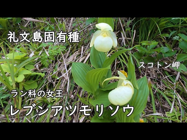 日本最北端】礼文島 レブンアツモリソウを探す旅 野生のゴマフアザラシ
