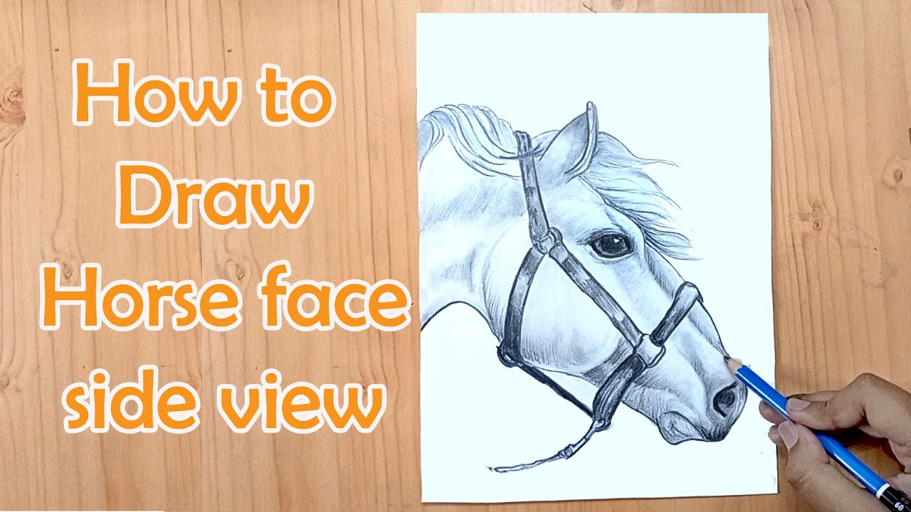 horse face side view