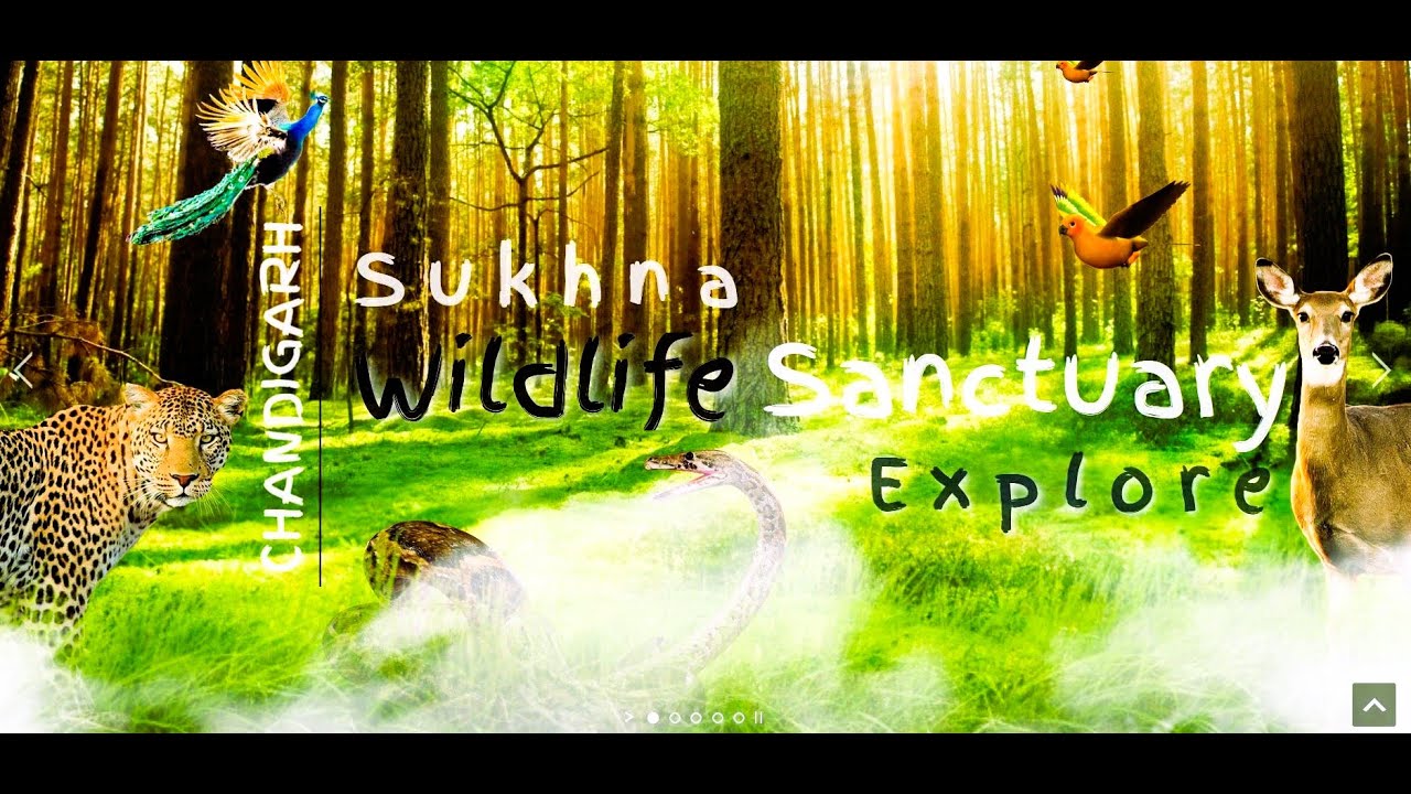 Nepli Reserve Forest | Unexplored Places In Chandigarh | Sukhna Wildlife Sanctuary | Trekking | WILD