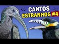 AVES com CANTOS ESTRANHOS (PARTE 4) | 12 PÁSSAROS brasileiros com vocalização estranha ou diferente