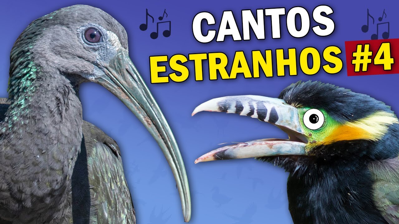 AVES com CANTOS ESTRANHOS (PARTE 4) | 12 PÁSSAROS brasileiros com vocalização estranha ou diferente