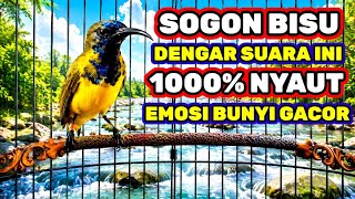 Pancingan sogon agar emosi‼️ 1000% sogon bisu nyaut bunyi gacor
