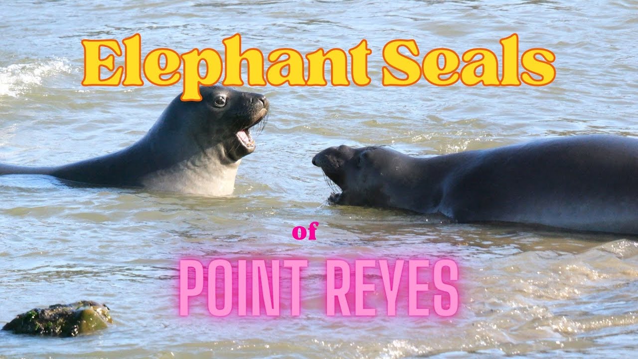 4 Point Reyes Elephant Seals