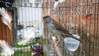 Kenari starblue full gacor isian kacer