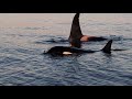 Orca 2018 Orca 2018