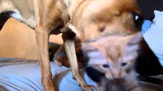 Dog Swallows Cats Head..2011 -Fresh- Cats And Dogs