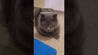 Sen 🐈Başkasın 🐈🏃