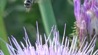 Agapostemon Striped Sweat Bee on Thistle