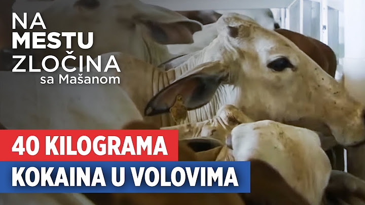 Kokain u volovima | Na mestu zločina sa Mašanom