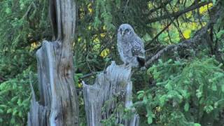 OWL •❥ GREAT GRAY OWL/OWLET • MAGICAL MOMENT• SCREECH &amp; YOU SHALL RECEIVE!