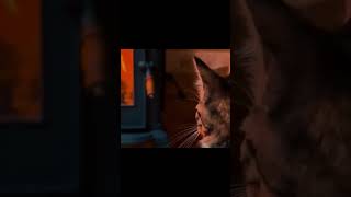 Kusurlar Affola 🌹🙋🏻 Resimi