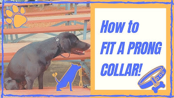 How To Fit A Prong Collar! - Sizing & Fit | Awokenk9.com