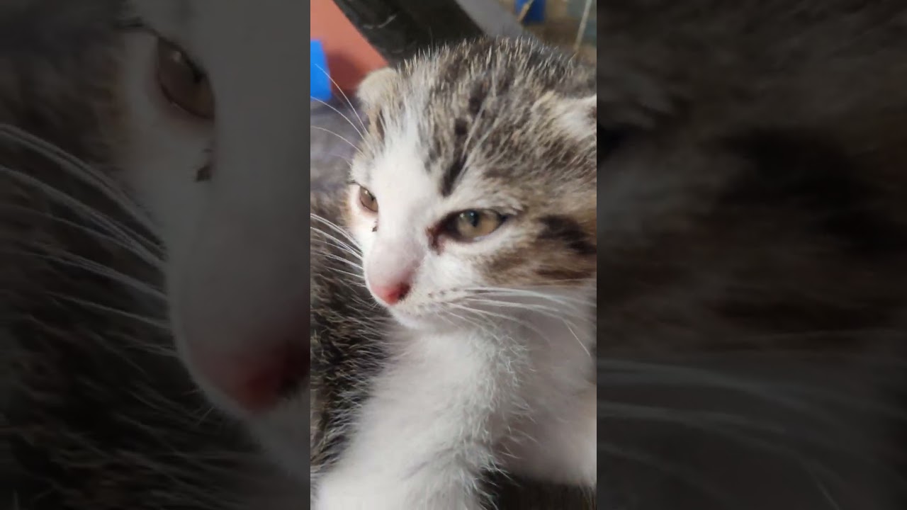 The funniest animals Fun with cats and dogs 2023 Pets Studio 